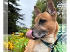 German Shepherd Dog Mix DOG FOR ADOPTION RGADN-1383750 - TROOPER - German