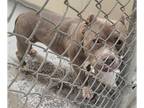 American Pit Bull Terrier Mix DOG FOR ADOPTION RGADN-1383751 - PITA - Pit Bull