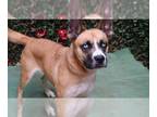 German Shepherd Dog-Huskies Mix DOG FOR ADOPTION RGADN-1383754 - KONA - Husky /