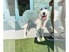 Anatolian Shepherd-Great Pyrenees Mix DOG FOR ADOPTION RGADN-1383777 - FALKOR -