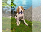 Beagle-Treeing Walker Coonhound Mix DOG FOR ADOPTION RGADN-1383783 - Giacomo