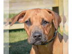 Boxador DOG FOR ADOPTION RGADN-1383790 - Angie - Labrador Retriever / Boxer /