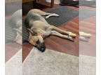 German Shepherd Dog DOG FOR ADOPTION RGADN-1383791 - Olivia - German Shepherd