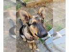 German Shepherd Dog Mix DOG FOR ADOPTION RGADN-1383796 - Otto - German Shepherd