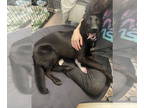 German Shepherd Dog Mix DOG FOR ADOPTION RGADN-1383798 - Xander - Black Labrador