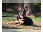German Shepherd Dog DOG FOR ADOPTION RGADN-1383801 - Minka - German Shepherd Dog