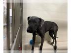 American Pit Bull Terrier-Weimaraner Mix DOG FOR ADOPTION RGADN-1383825 -