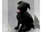 Wirehaired lab DOG FOR ADOPTION RGADN-1383833 - GRUFF - German Wirehaired