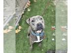 American Staffordshire Terrier DOG FOR ADOPTION RGADN-1383852 - ZEUS - American
