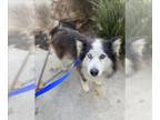 Australian Shepherd-Siberian Husky Mix DOG FOR ADOPTION RGADN-1383853 - EMMA -