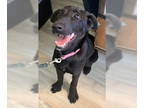 Shepradors DOG FOR ADOPTION RGADN-1383858 - Kate - Labrador Retriever / German