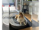 Collie DOG FOR ADOPTION RGADN-1383862 - Danny - Collie (long coat) Dog For