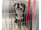 Australian Shepherd DOG FOR ADOPTION RGADN-1383871 - ROMEO - Australian Shepherd
