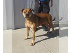 Chow Chow-Labrador Retriever Mix DOG FOR ADOPTION RGADN-1383875 - CAMPER -
