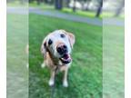 Labrador Retriever DOG FOR ADOPTION RGADN-1383894 - Leia - Labrador Retriever
