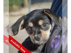 Doxle DOG FOR ADOPTION RGADN-1383895 - Queenie - Beagle / Dachshund / Mixed