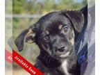 Doxle DOG FOR ADOPTION RGADN-1383896 - Quincey - Beagle / Dachshund / Mixed