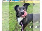 Border Collie Mix DOG FOR ADOPTION RGADN-1383897 - Yogi - Border Collie /
