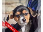 Doxle DOG FOR ADOPTION RGADN-1383898 - Quinn - Beagle / Dachshund / Mixed (short