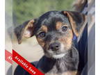 Doxle DOG FOR ADOPTION RGADN-1383899 - Quinton - Beagle / Dachshund / Mixed