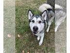 Alaskan Malamute DOG FOR ADOPTION RGADN-1383900 - Frida - Alaskan Malamute (long