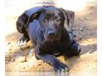 Great Dane-Labrador Retriever Mix DOG FOR ADOPTION RGADN-1383903 - JAYDEN REED -