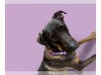 Shepweiller DOG FOR ADOPTION RGADN-1383920 - MAX - German Shepherd Dog /
