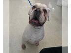 Boxer Mix DOG FOR ADOPTION RGADN-1383922 - LEONARD - Boxer / Mixed (medium coat)