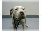 Dogo Argentino DOG FOR ADOPTION RGADN-1383926 - (RESCUE ONLY) ZIVA - Dogo