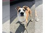 Boxer Mix DOG FOR ADOPTION RGADN-1383927 - Zoi - Boxer / Australian Cattle
