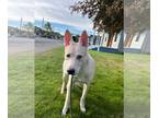 Boxer Mix DOG FOR ADOPTION RGADN-1383930 - Oliver - Australian Cattle Dog/Blue