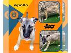 Great Pyrenees Mix DOG FOR ADOPTION RGADN-1383935 - Apollo (Puppy) - Great