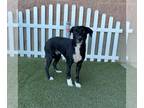 Labrador Retriever Mix DOG FOR ADOPTION RGADN-1383939 - *ENID - Labrador