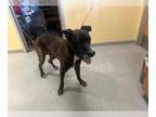 Mastiff Mix DOG FOR ADOPTION RGADN-1383947 - WILBUR - Mastiff / Mixed (medium
