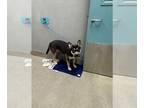 Akita-American Pit Bull Terrier Mix DOG FOR ADOPTION RGADN-1383953 - COOKIE -