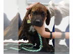 Mastiff Mix DOG FOR ADOPTION RGADN-1383966 - Ritchie - Mastiff / Mixed (medium