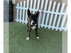 Dutch Shepherd Mix DOG FOR ADOPTION RGADN-1383974 - *BERZERKER - Dutch Shepherd