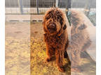 Poodle (Standard) Mix DOG FOR ADOPTION RGADN-1383981 - Frankie - ADOPTION IN