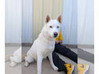 Siberian Husky Mix DOG FOR ADOPTION RGADN-1383982 - Joy - Siberian Husky / Mixed