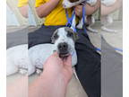 Pointer Mix DOG FOR ADOPTION RGADN-1383984 - Olivia - Pointer / Mixed (short