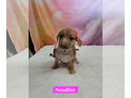 Dachshund-Labrador Retriever Mix DOG FOR ADOPTION RGADN-1383987 - Noodles -