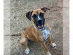 Boxer Mix DOG FOR ADOPTION RGADN-1384015 - Belle - Boxer / Mixed Dog For