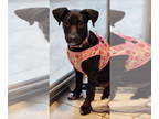 Labrador Retriever DOG FOR ADOPTION RGADN-1384022 - Lola - Labrador Retriever