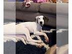 Pointer Mix DOG FOR ADOPTION RGADN-1384028 - Tator Tot - Pointer / Mixed (short
