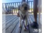 Poodle (Miniature) Mix DOG FOR ADOPTION RGADN-1384030 - Amara - Poodle