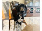 Great Dane DOG FOR ADOPTION RGADN-1384035 - Rosie - Great Dane Dog For Adoption