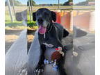 Great Dane DOG FOR ADOPTION RGADN-1384036 - Stretch - Great Dane Dog For