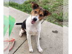 Australian Shepherd-Jack Russell Terrier Mix DOG FOR ADOPTION RGADN-1384037 -