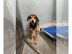 Labbe DOG FOR ADOPTION RGADN-1384041 - Toast - Beagle / Labrador Retriever /