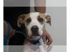 Whippet Mix DOG FOR ADOPTION RGADN-1384076 - Shamrock - Whippet / Mixed Dog For